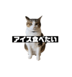 〇〇 食べたい（個別スタンプ：33）