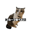 〇〇 食べたい（個別スタンプ：36）