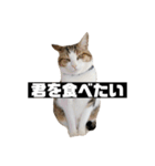 〇〇 食べたい（個別スタンプ：39）