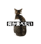 〇〇 食べたい（個別スタンプ：40）