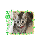 長脚マンチカンのスタンプ（個別スタンプ：2）
