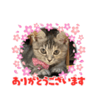 長脚マンチカンのスタンプ（個別スタンプ：5）