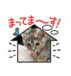 長脚マンチカンのスタンプ（個別スタンプ：8）