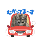 長脚マンチカンのスタンプ（個別スタンプ：9）