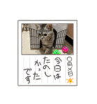 長脚マンチカンのスタンプ（個別スタンプ：15）