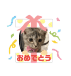 長脚マンチカンのスタンプ（個別スタンプ：22）