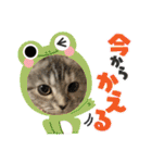 長脚マンチカンのスタンプ（個別スタンプ：26）