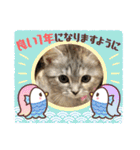 長脚マンチカンのスタンプ（個別スタンプ：30）