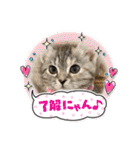 長脚マンチカンのスタンプ（個別スタンプ：31）