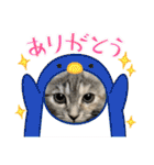 長脚マンチカンのスタンプ（個別スタンプ：34）