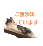 素晴らネコ、ゆりりんの日常会話（個別スタンプ：8）