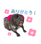 我が家のlocoちゃん、時々いもうと★（個別スタンプ：4）