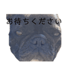 我が家のlocoちゃん、時々いもうと★（個別スタンプ：15）