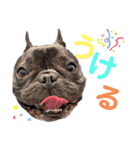 我が家のlocoちゃん、時々いもうと★（個別スタンプ：21）