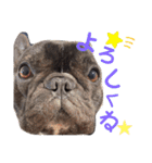 我が家のlocoちゃん、時々いもうと★（個別スタンプ：22）