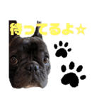 我が家のlocoちゃん、時々いもうと★（個別スタンプ：24）