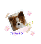 ぱぴぱぴパピヨン70（個別スタンプ：2）