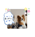 ぱぴぱぴパピヨン70（個別スタンプ：3）