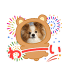ぱぴぱぴパピヨン70（個別スタンプ：10）
