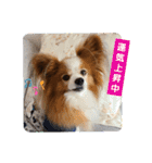 ぱぴぱぴパピヨン70（個別スタンプ：12）