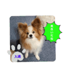 ぱぴぱぴパピヨン70（個別スタンプ：13）