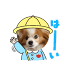 ぱぴぱぴパピヨン70（個別スタンプ：14）