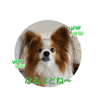 ぱぴぱぴパピヨン70（個別スタンプ：16）