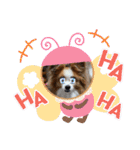 ぱぴぱぴパピヨン70（個別スタンプ：17）