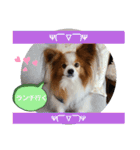 ぱぴぱぴパピヨン70（個別スタンプ：19）