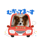 ぱぴぱぴパピヨン70（個別スタンプ：20）