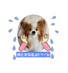 ぱぴぱぴパピヨン70（個別スタンプ：22）