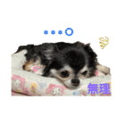 ★ここあとクロエ②（個別スタンプ：6）