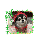 ★ここあとクロエ②（個別スタンプ：25）