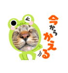 キジトラかぁか（個別スタンプ：2）