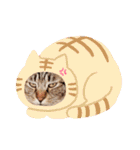 キジトラかぁか（個別スタンプ：7）