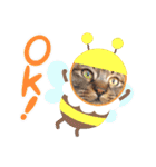 キジトラかぁか（個別スタンプ：11）