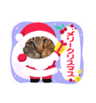 キジトラかぁか（個別スタンプ：20）