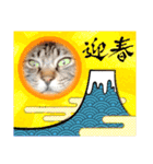 キジトラかぁか（個別スタンプ：21）