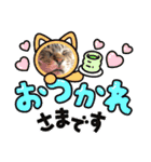 キジトラかぁか（個別スタンプ：23）