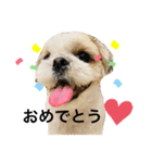 シーズーピコスタンプ5（個別スタンプ：1）