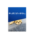 シーズーピコスタンプ5（個別スタンプ：7）