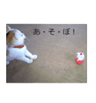 子猫たちの日々（個別スタンプ：8）