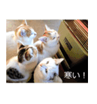 子猫たちの日々（個別スタンプ：11）