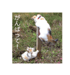 子猫たちの日々（個別スタンプ：13）