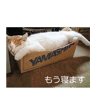 子猫たちの日々（個別スタンプ：23）