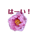 お花とあたたかい言葉（個別スタンプ：9）