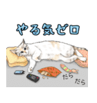 猫にまみれたがりのスタンプ（個別スタンプ：29）