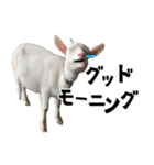 ヤギのすたんぷ 2（個別スタンプ：1）