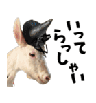 ヤギのすたんぷ 2（個別スタンプ：3）