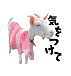 ヤギのすたんぷ 2（個別スタンプ：4）
